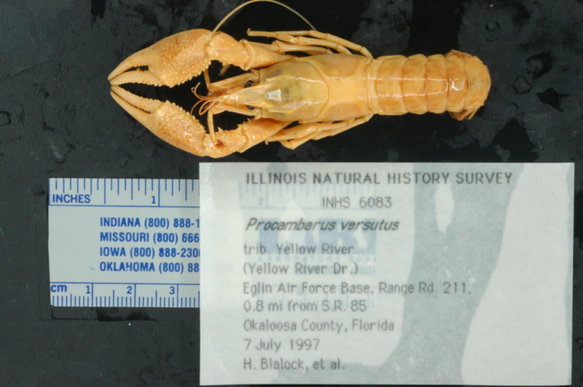Procambarus versutus image